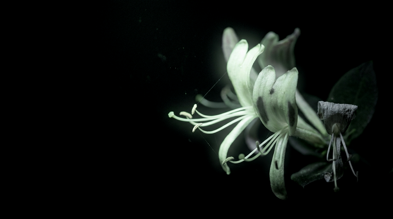 A honeysuckle flower head fluorescing under ultraviolet light
